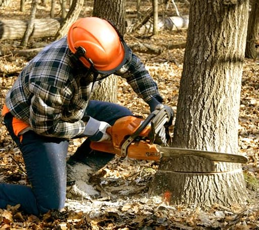 Tree Removal in Boulder, UT